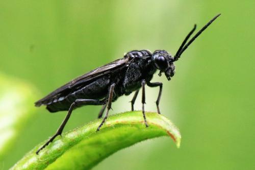 Réf. 251 861 : Dolerus sp.